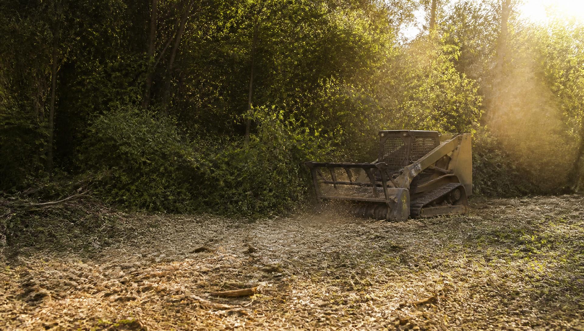 Tracked skid steer with a forestry mulching head clearing dense Indiana woodland