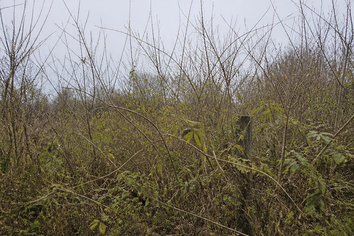 Overgrown rural property choked with honeysuckle, briars and saplings